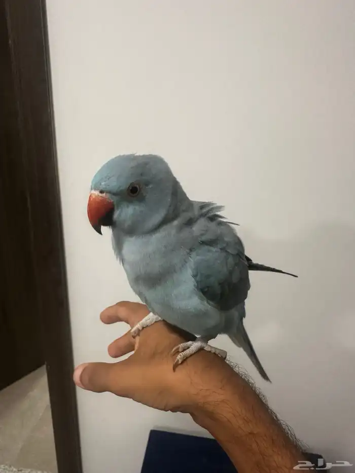 ذرة هولندي 3