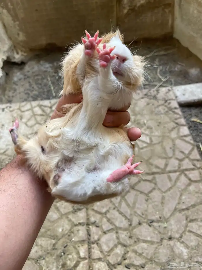 وبرة نظيفة وبشعر كثيف (أمريكي- فرنسي- بلدي) 9