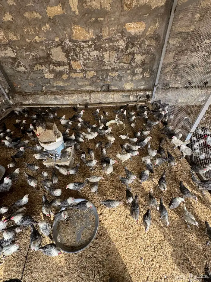 دجاج وديوك للبيع 1