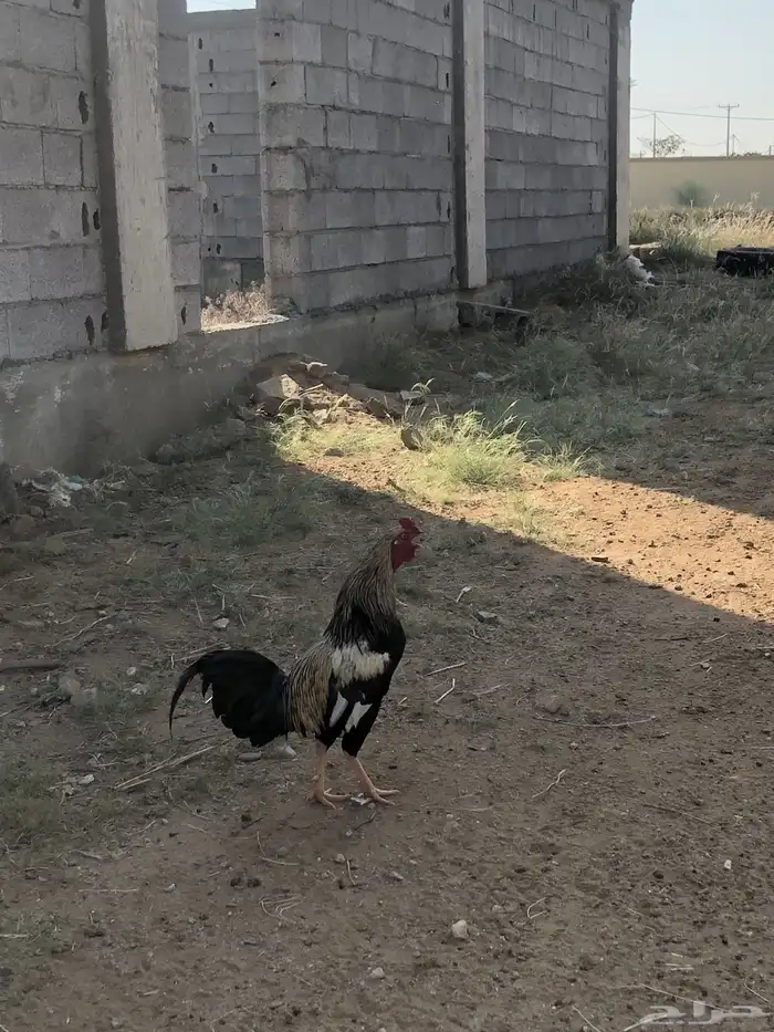 للبيع ديك بلدي 0