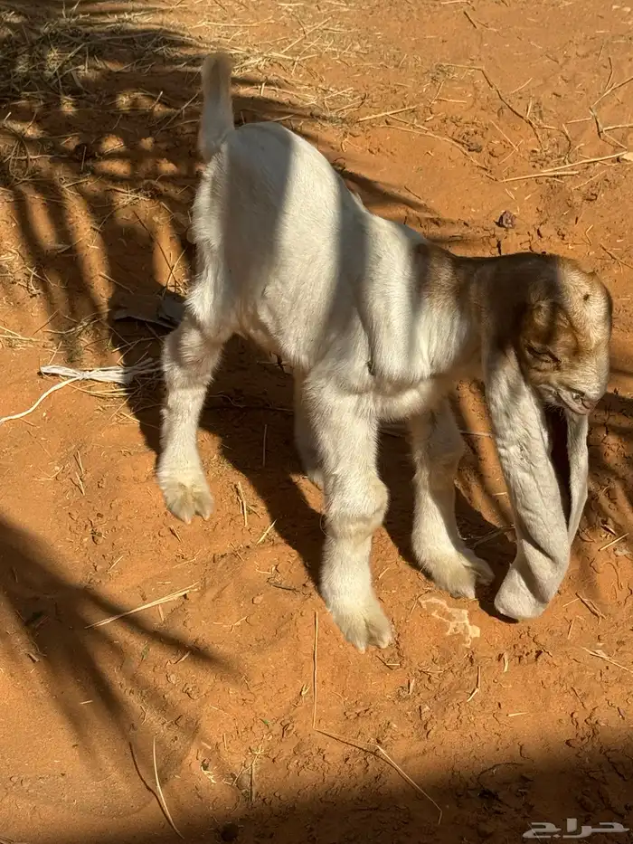 للبيع ماعز هولنديه صنف وجرم معها جفرتين 1