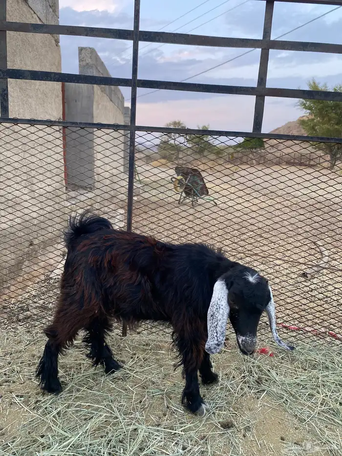 تيس لحقي البيع 1