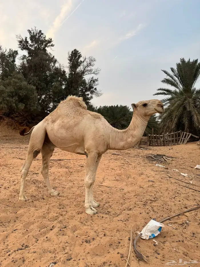 ناقه وبعير 5