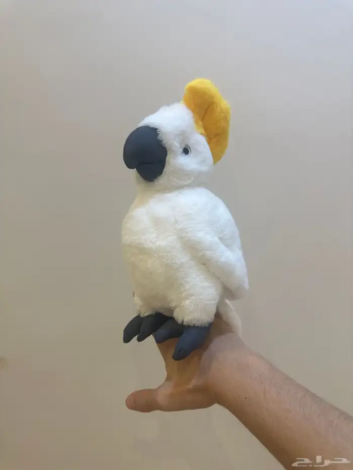 فرخ كوكاتو 4