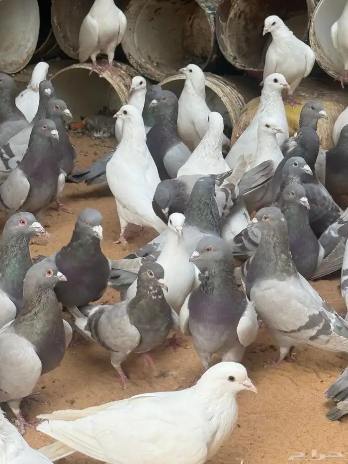 حمام فرنسي   سلفر 4