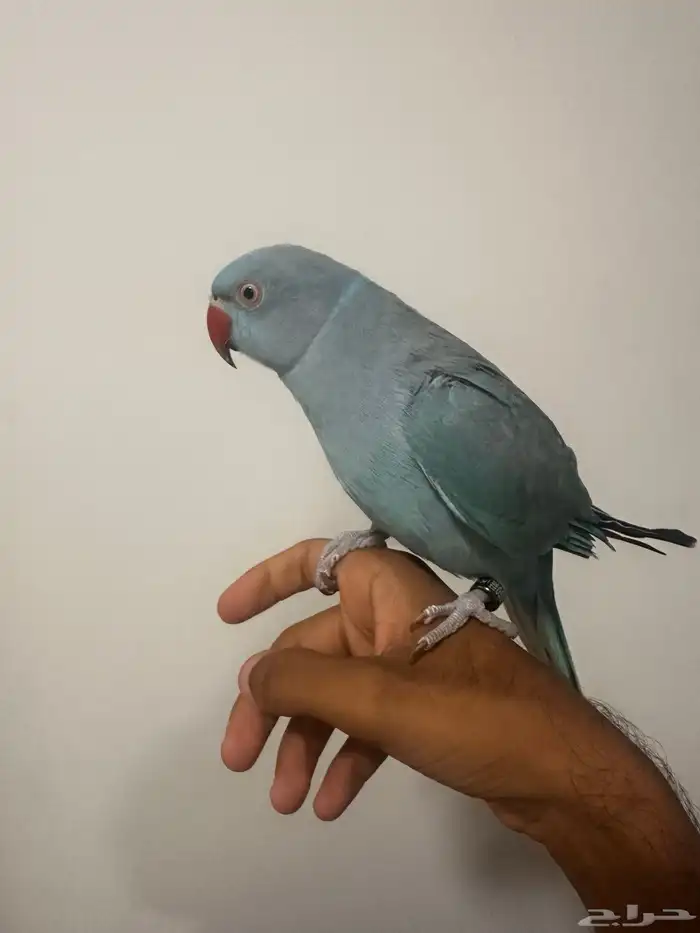 ذرة هولندي 5