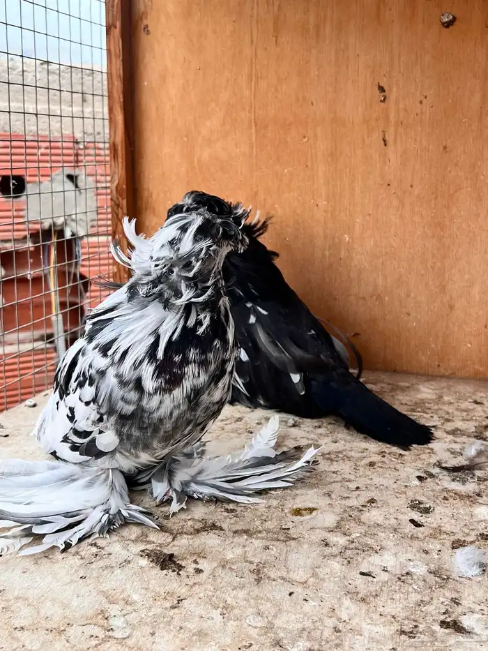 طبه بخارة سبلاش وتايقر 8