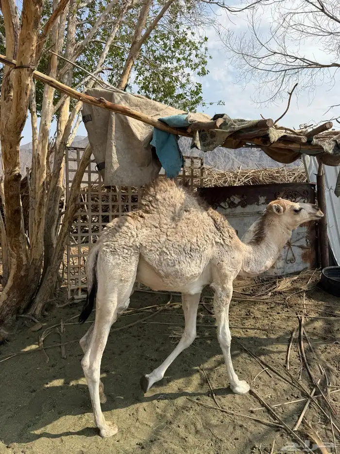 حاشي لباني مقفل شحم 2