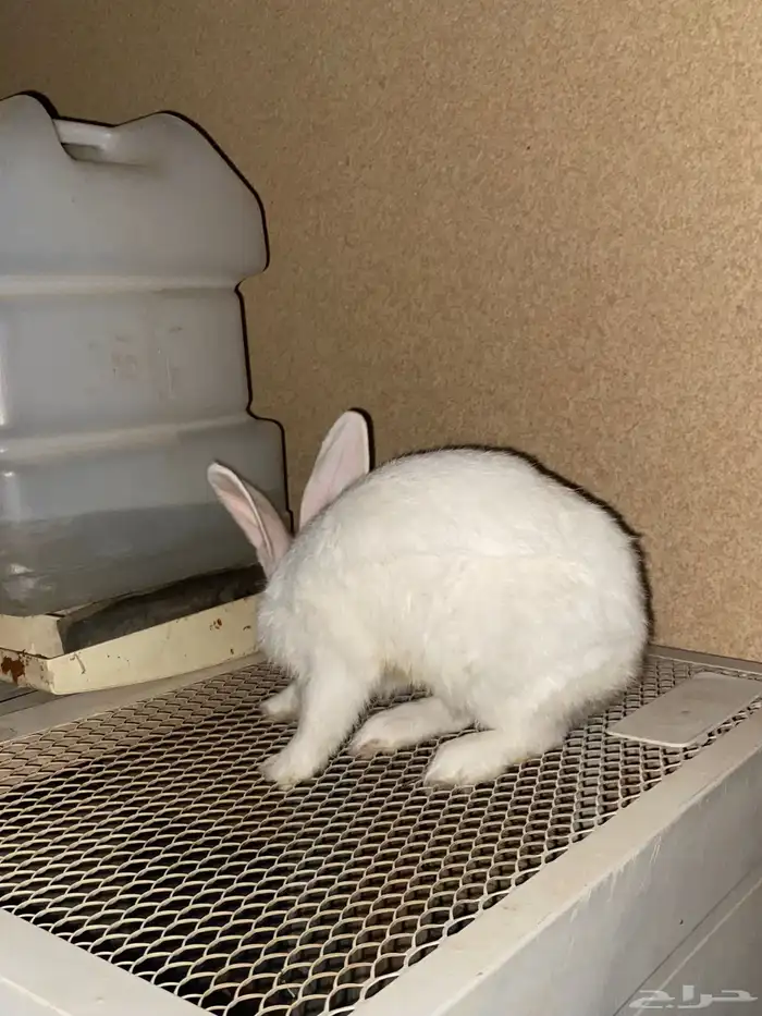 ارانب للبيع ذكر وانثى الصحه ممتازه 5