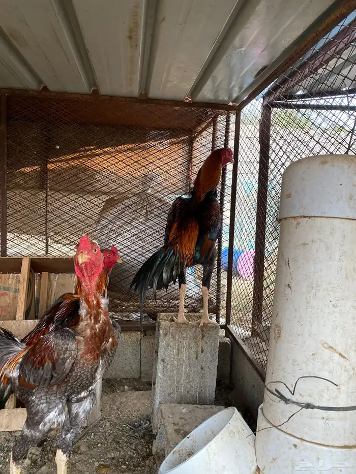 دجاج للببع 2