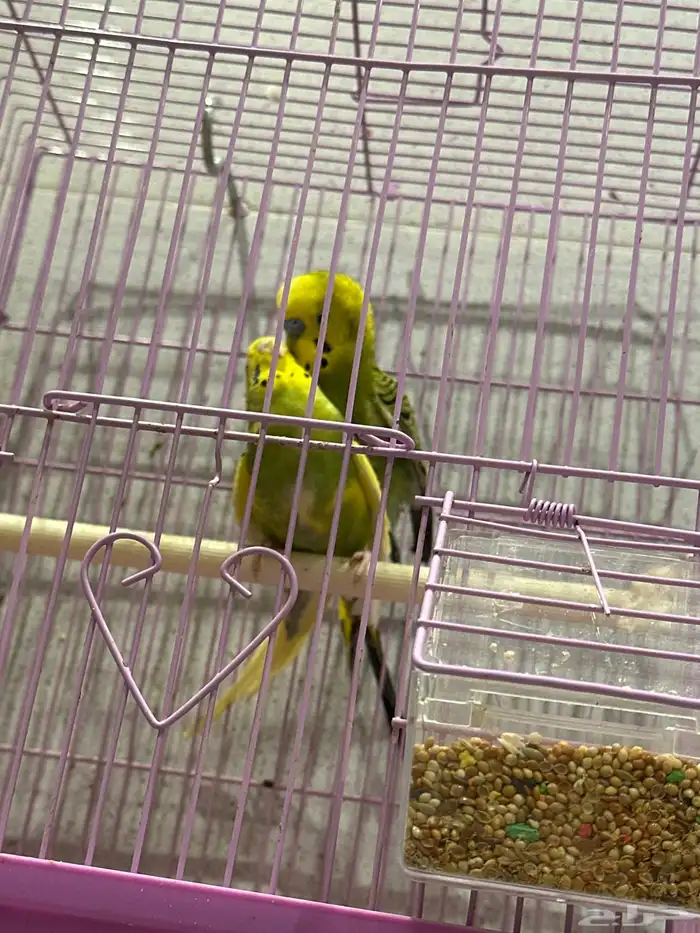 طيور بادجي 3