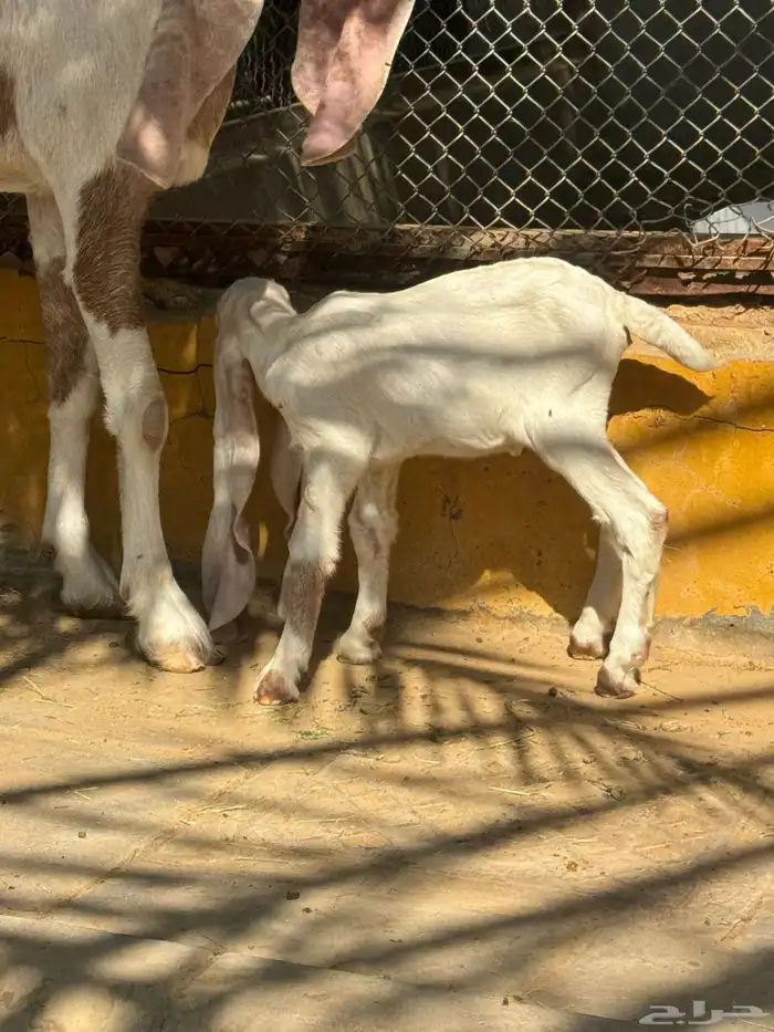 للبيع ماعز هولنديه صنف وجرم معها جفرتين 9