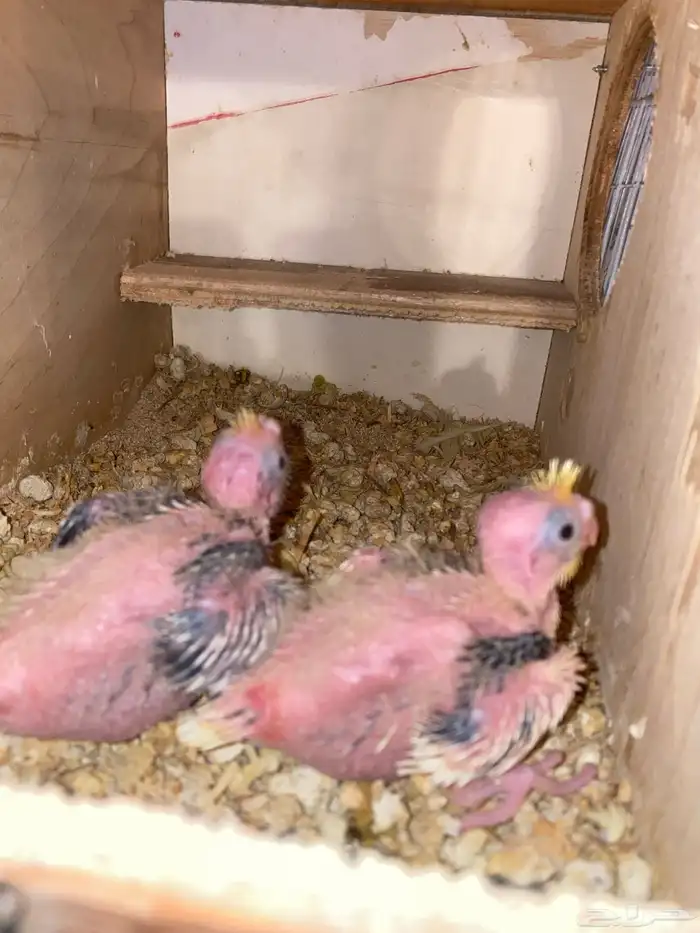 فروخ كروان للبيع 1