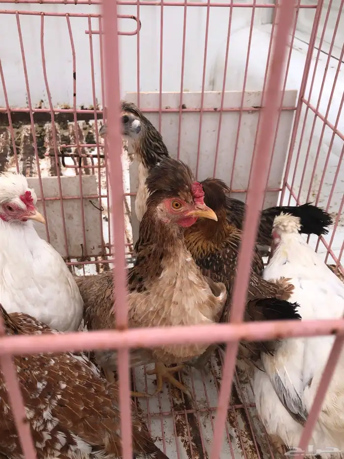 للبيع دجاج ترثه 0