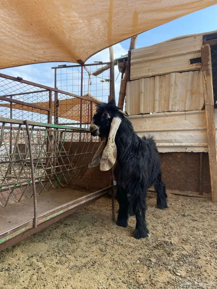 تيس صنف مشروع فحل 13