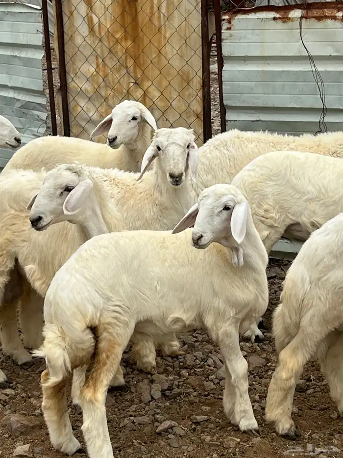 طليان فيها 4 رخال فقط العدد 13 2