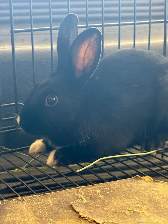 أرانب ذكور 1