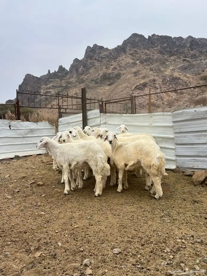 طليان فيها 4 رخال فقط العدد 13 6