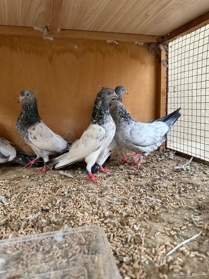 حمام باكستاني 20