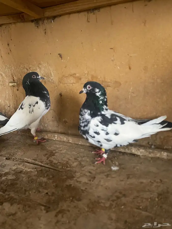 حمام باكستاني 0