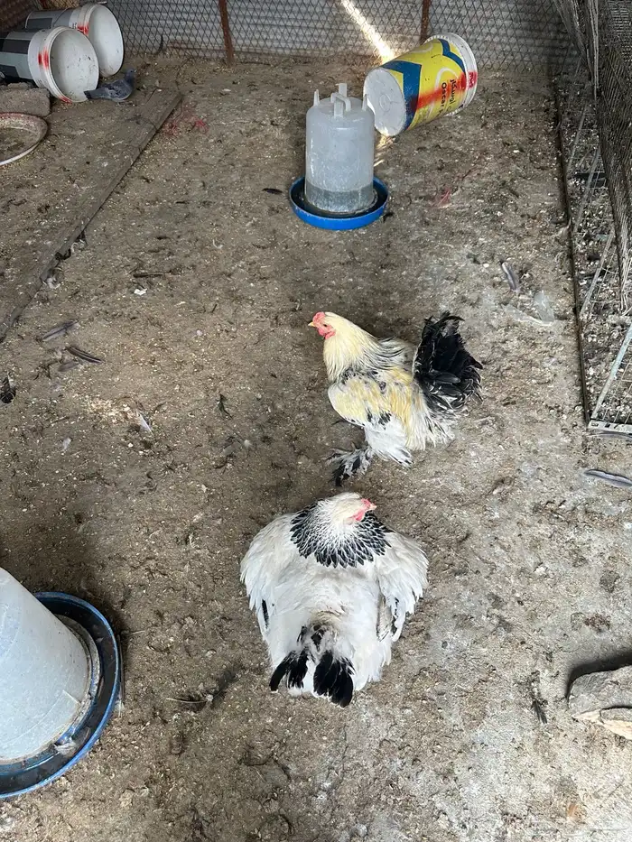 دجاجه براهما كولمبي 3