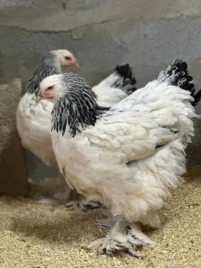 للبيع طقم دجاج براهما كولمبي كونك فاخر 1