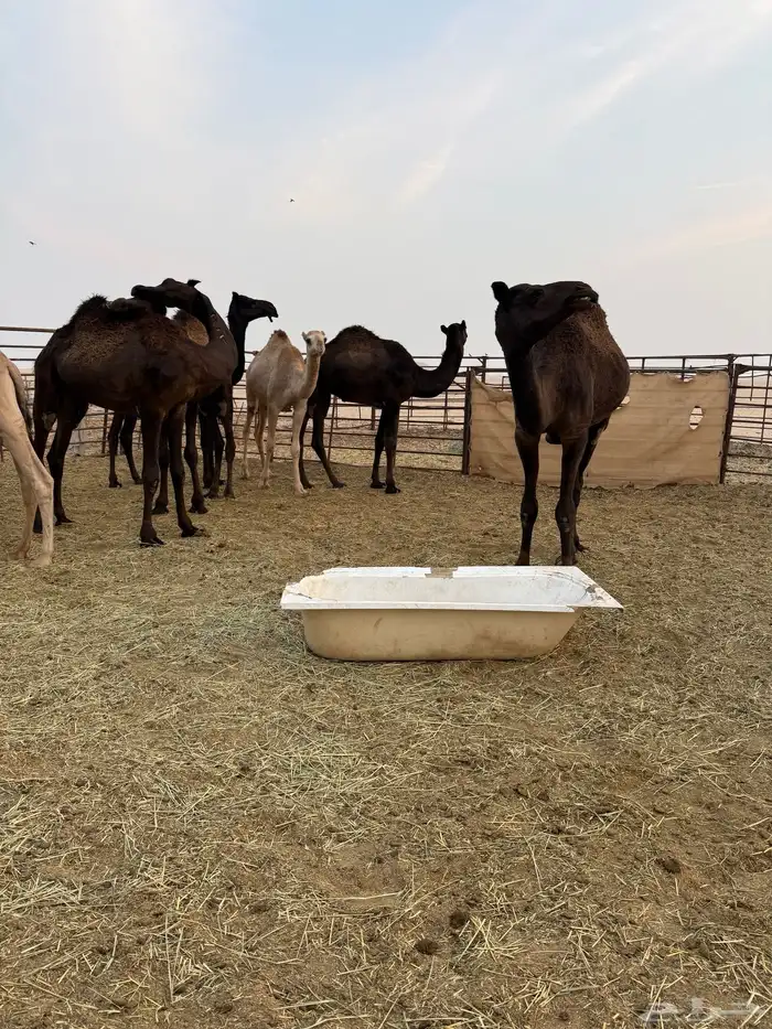 قعدان عمارها حول السنتين 4 قعدان 0