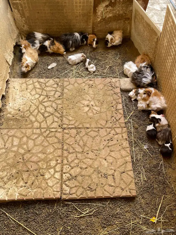 وبرة نظيفة وبشعر كثيف (أمريكي- فرنسي- بلدي) 12