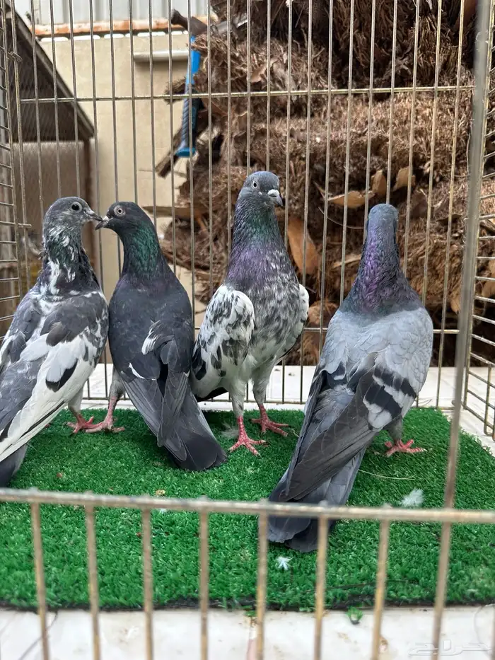 حمام باكستاني 0