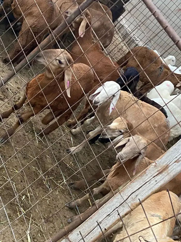 سواكن جذعان 4