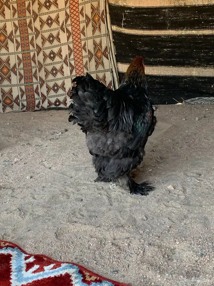 ديك براهما الماني فاخرر 2