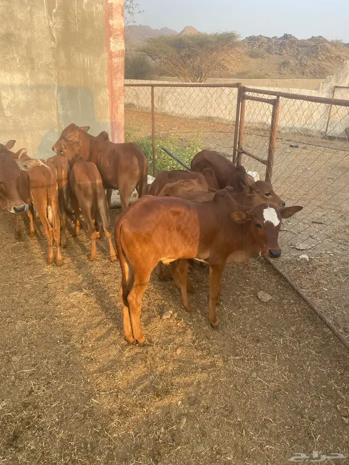 حسلان دهم بلدي 1