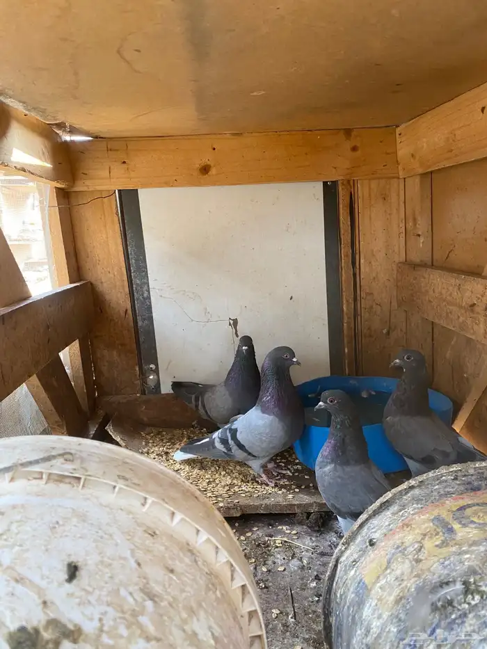 حمام قطايف (ازرق) 2