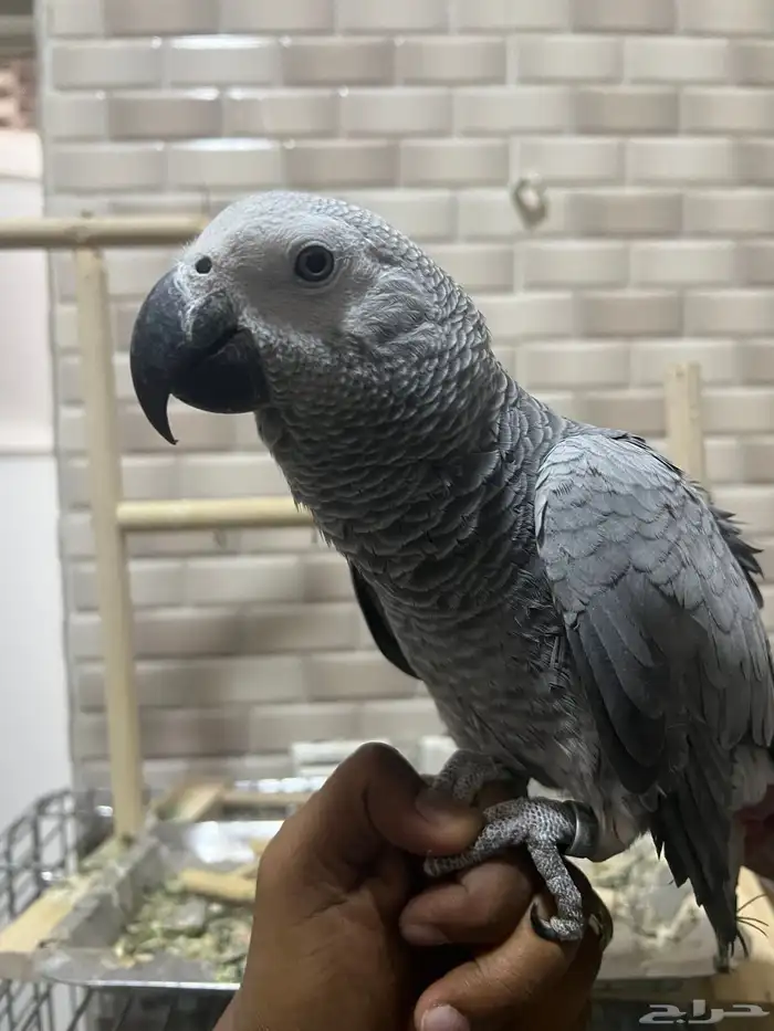 ببغاء كاسكو 5