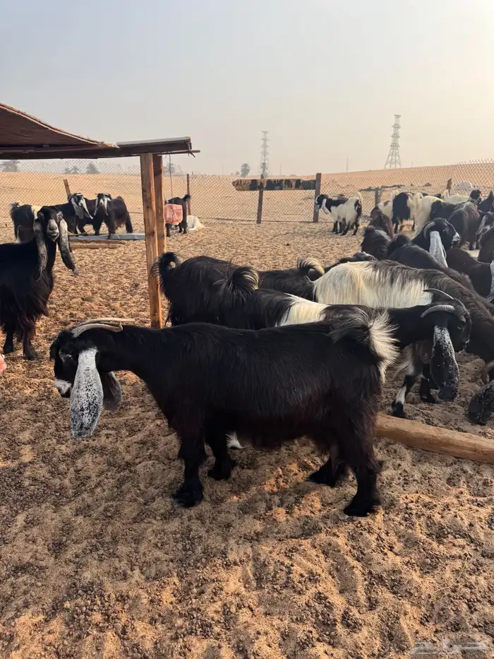 عارضيه دافع و واصل 2