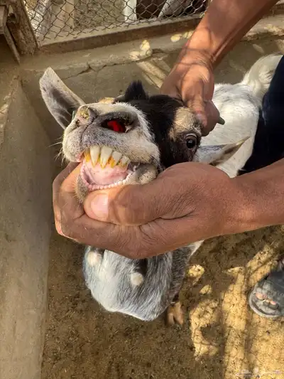 ماعز قزمية معها حفرتين عنقان index