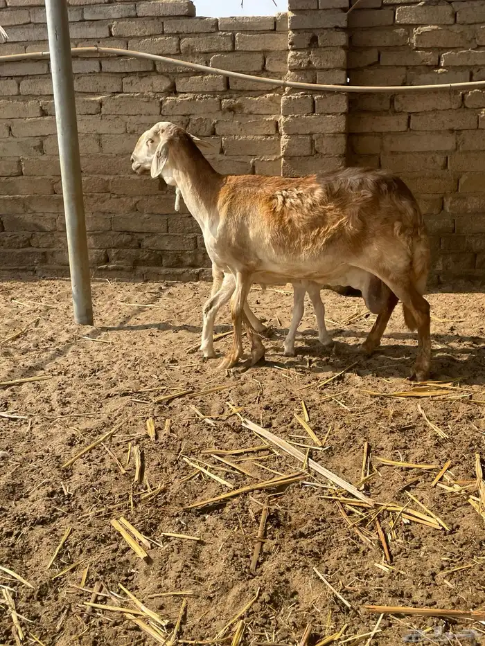 نعجه سواكني تحتها طلي 4