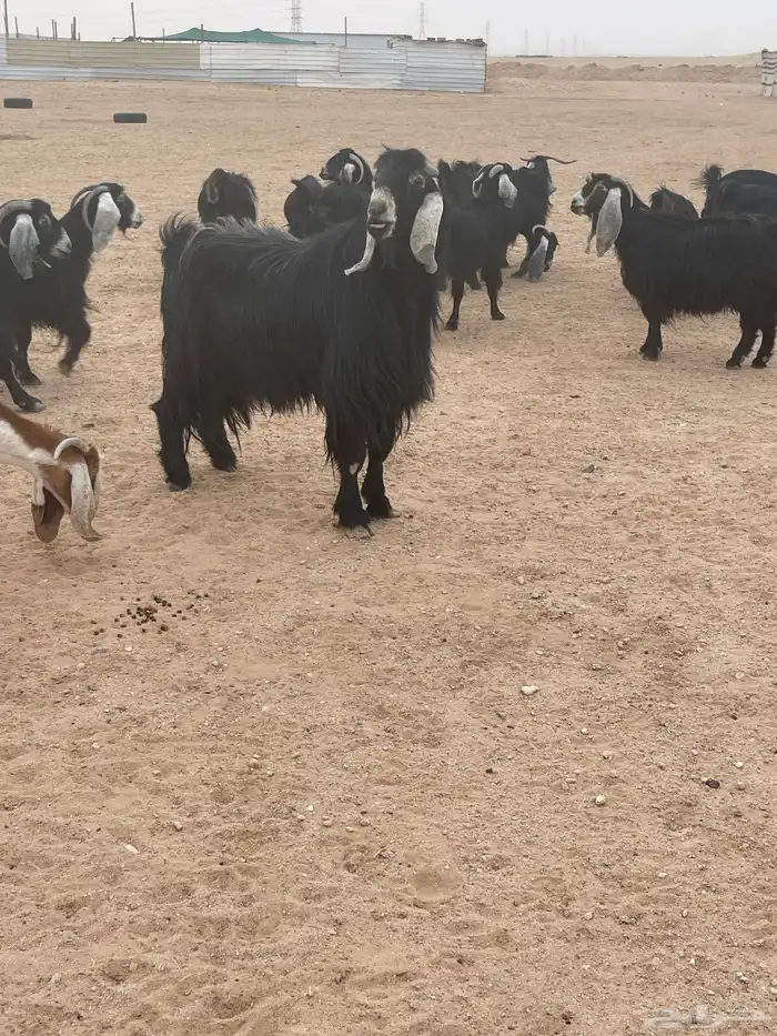 للبيع فحل عارضي 0