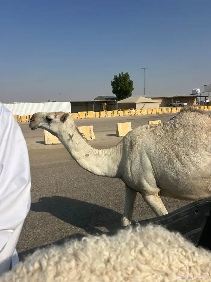 خلفه سنه ثني تحت بكره 2