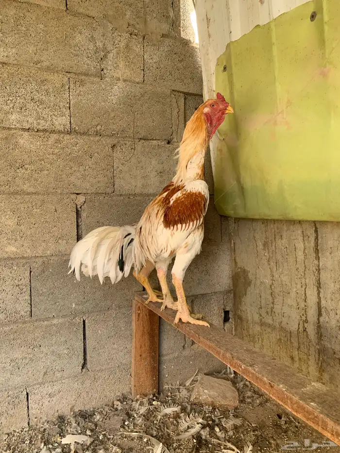 جوز دجاج باكستاني أصيل 1