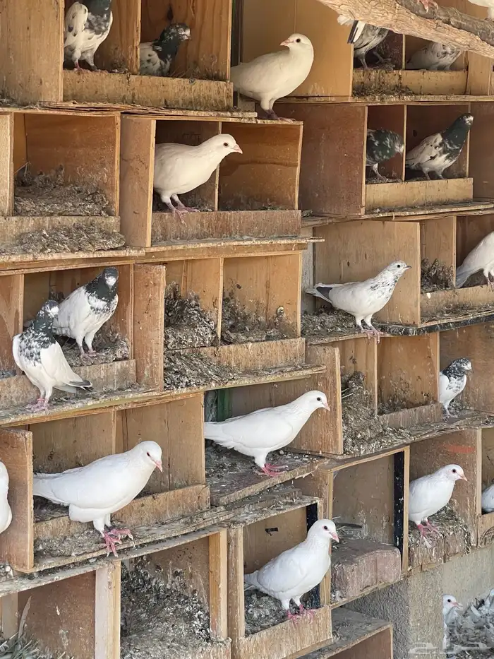 حمام فرنسي للبيع حجم كبير 3