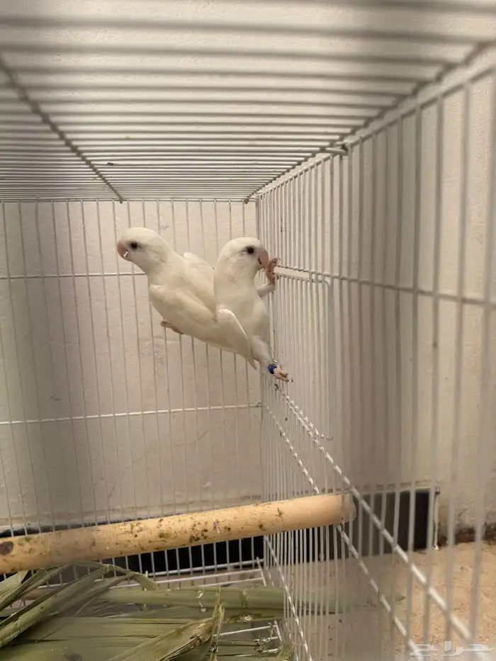 روز البينو عيون حمر 3