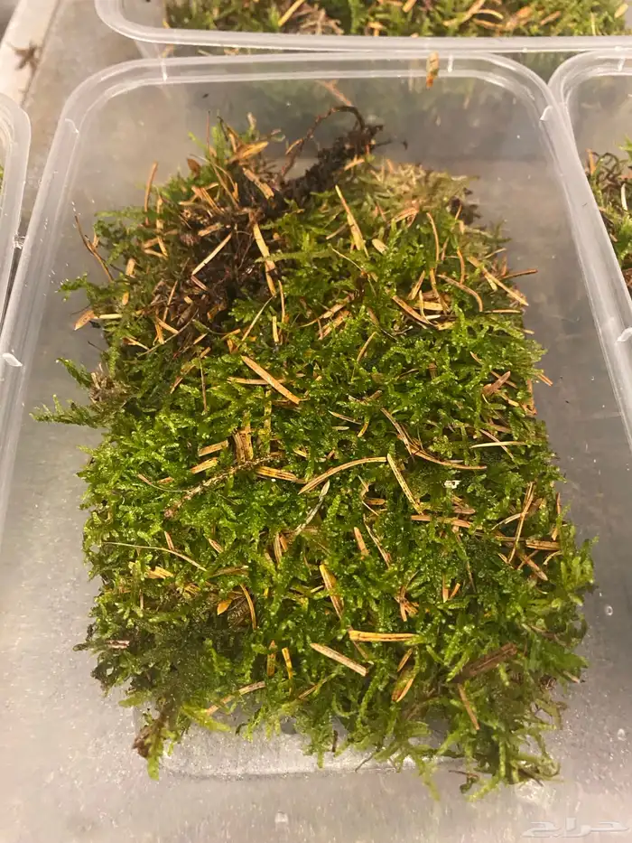 نبات بلات موس 1