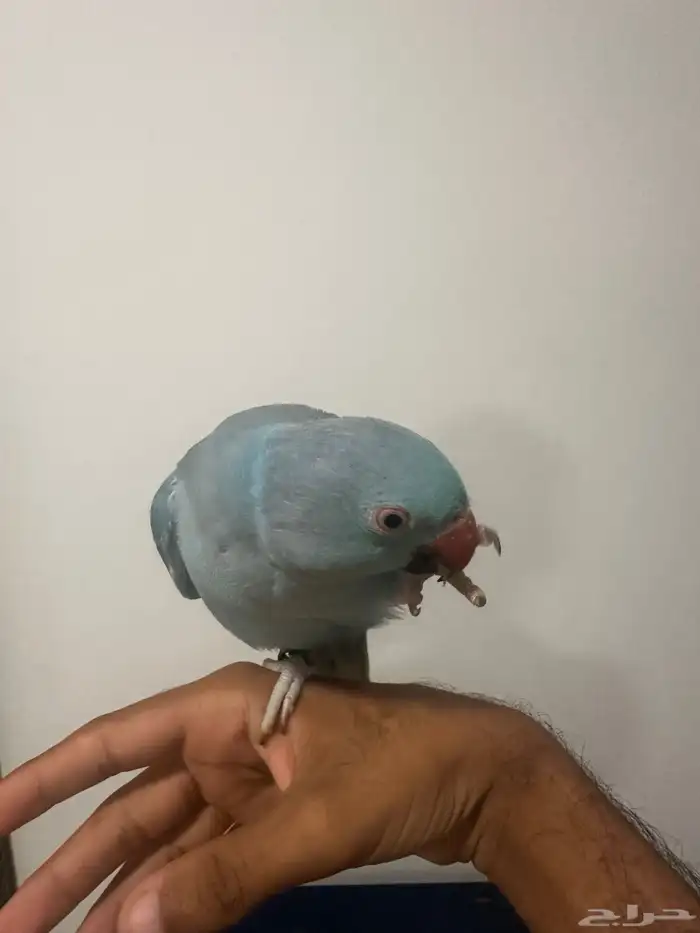 ذرة هولندي 4