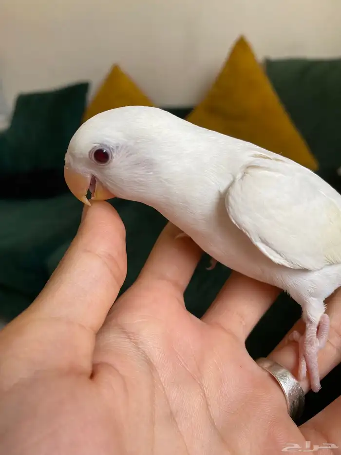 فروخ روز اليفه 6