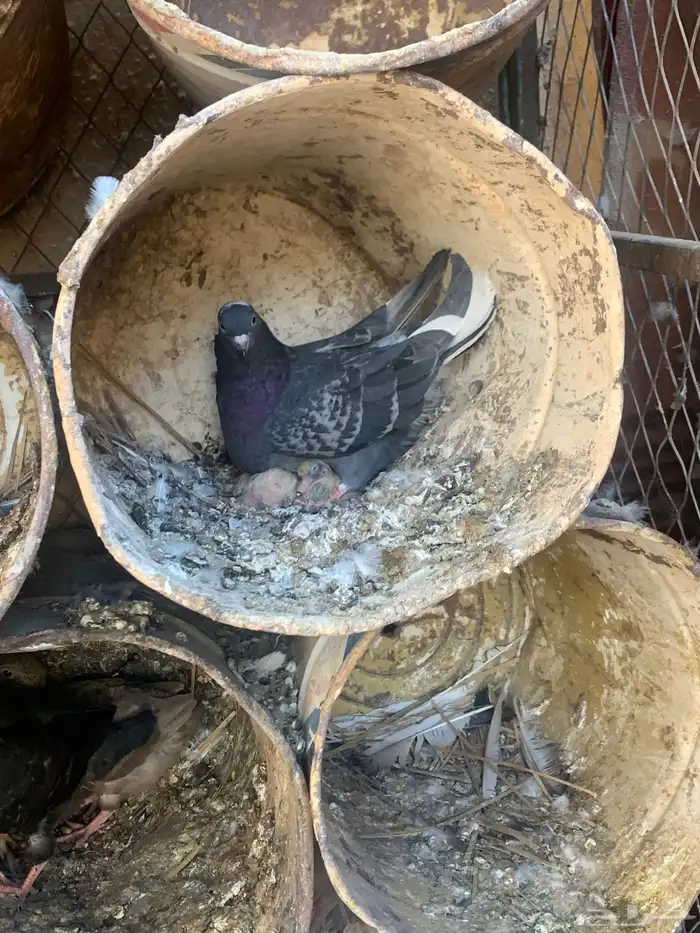 جوز قلابي مع انتاجه 1