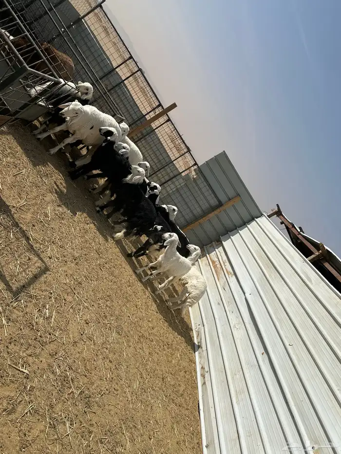 بهم ربط تربيه 3 شهور و4 شهور حريات ونجد مشكل 15 3