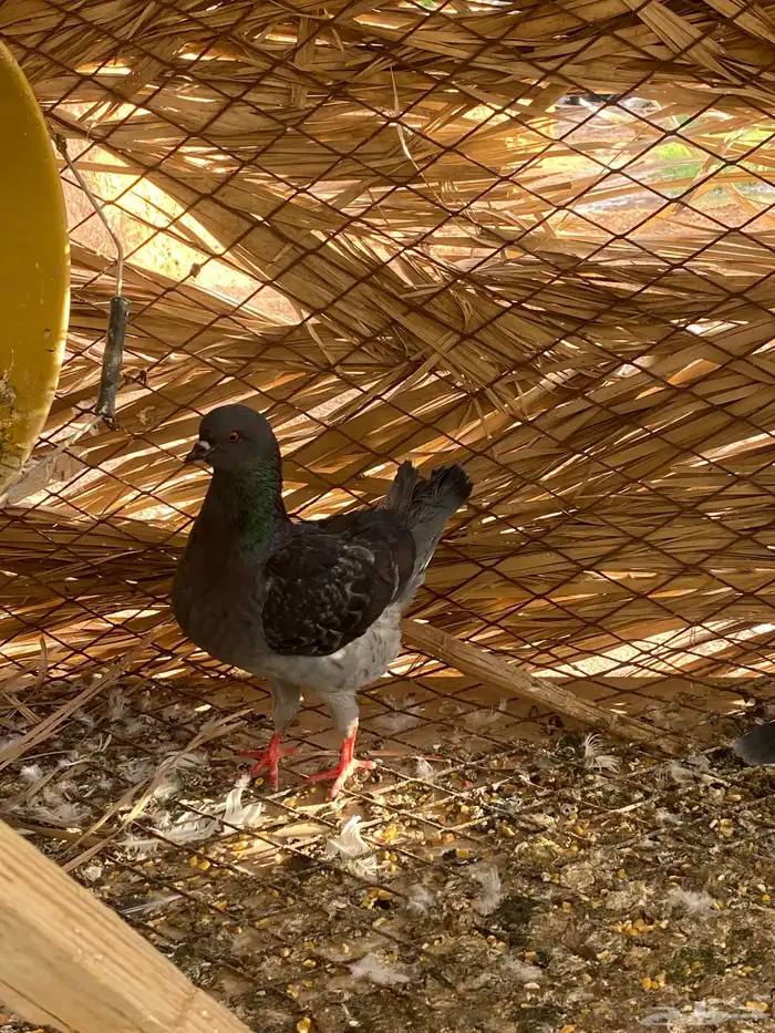 للبيع ذكر ريحاني وأنثى كنق 1