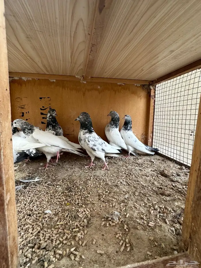 حمام باكستاني 14