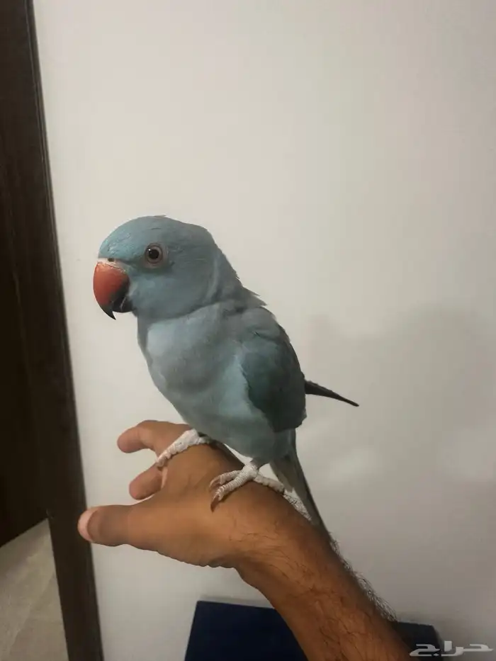 ذرة هولندي 2